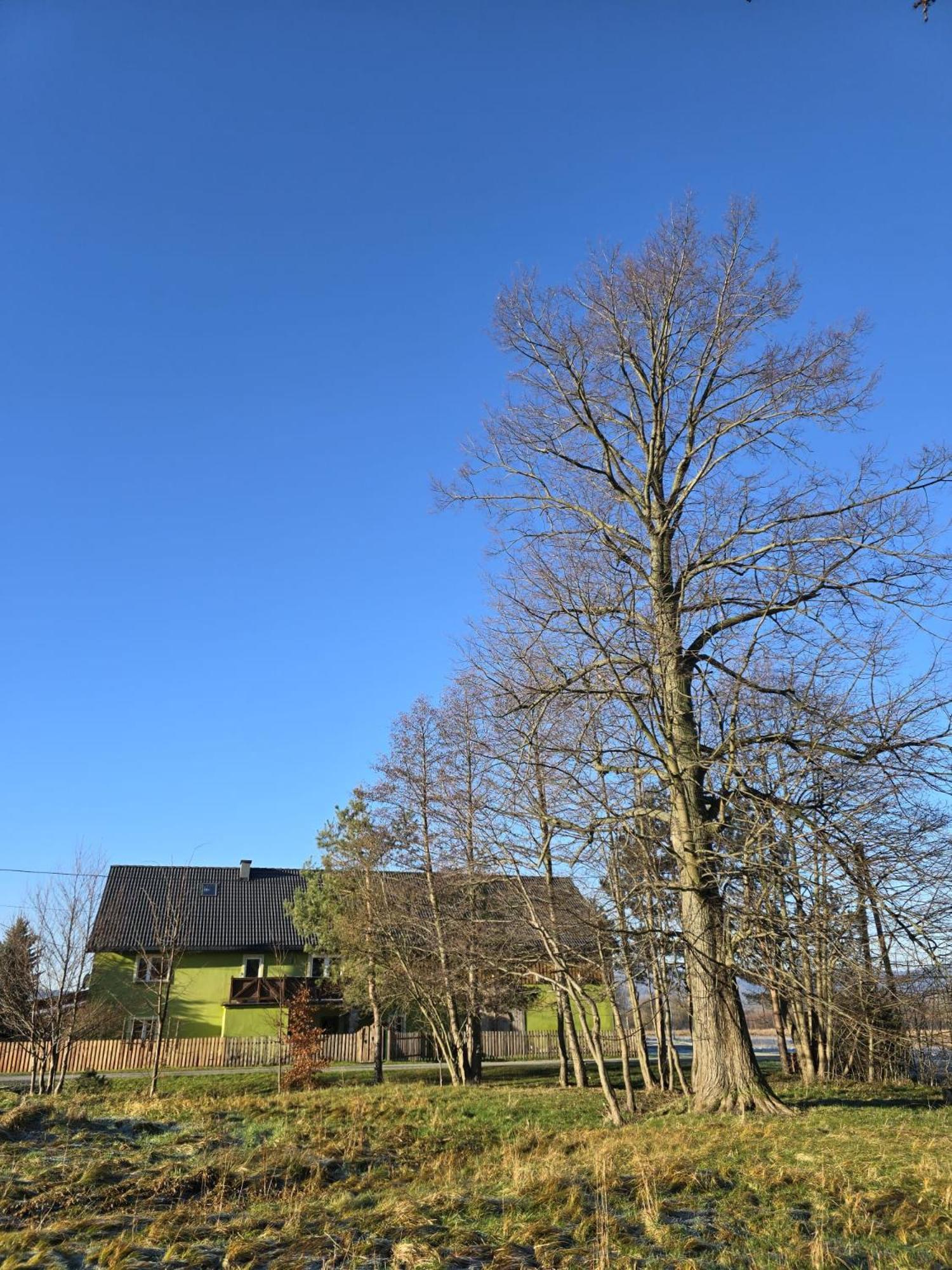 Apartment Tilia